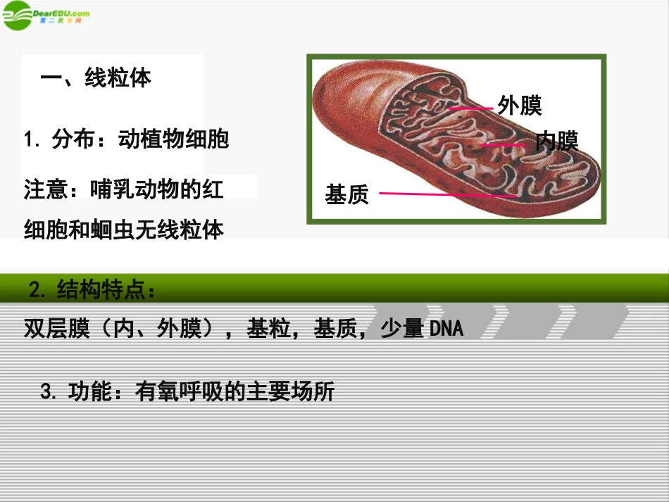 高中生物《细胞质》课件7-浙科版必修1_第3页