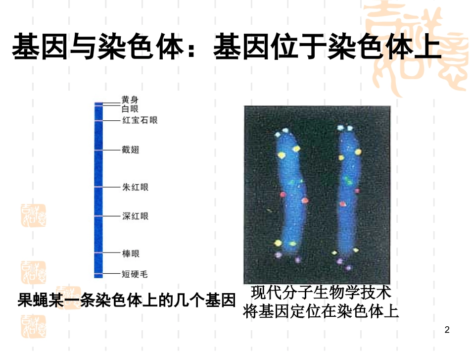 中心法则及其发展_第2页