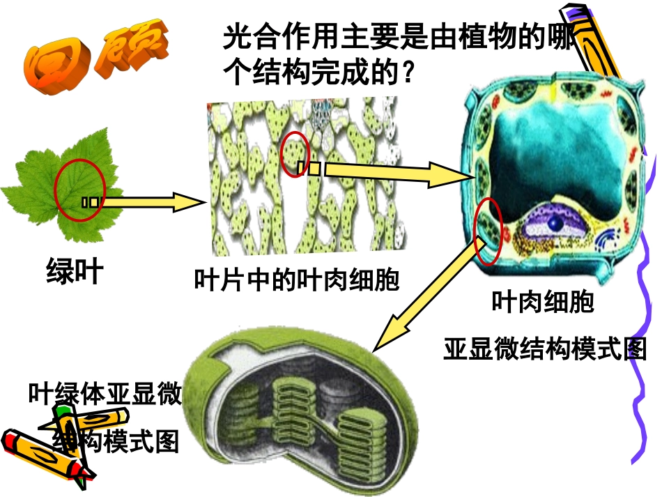 高一生物：4.2《光合作用的过程》课件(5)(沪科版第一册)_第2页