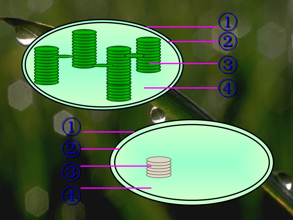 高中生物第五章第四节-光与光合作用课件(共13张)人教版必修1_第2页