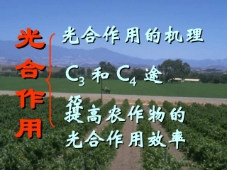 高中生物第五章第四节-光与光合作用课件(共13张)人教版必修1