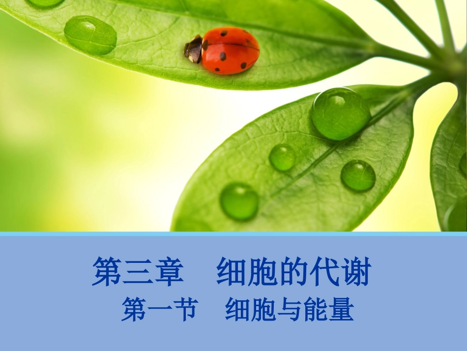 第一节细胞与能量-(2)_第1页