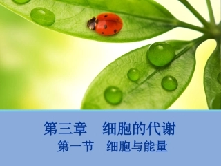 第一节细胞与能量-(2)