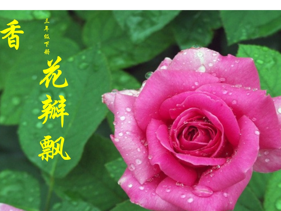 花瓣飘香1ppt_第1页