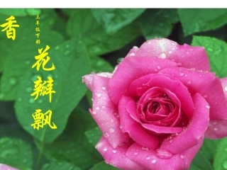 花瓣飘香1ppt