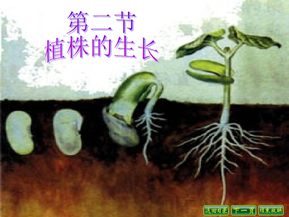 《植株的生长》课件_第1页