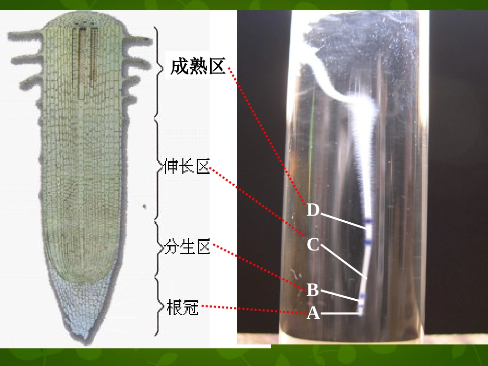 《植株的生长》课件_第2页