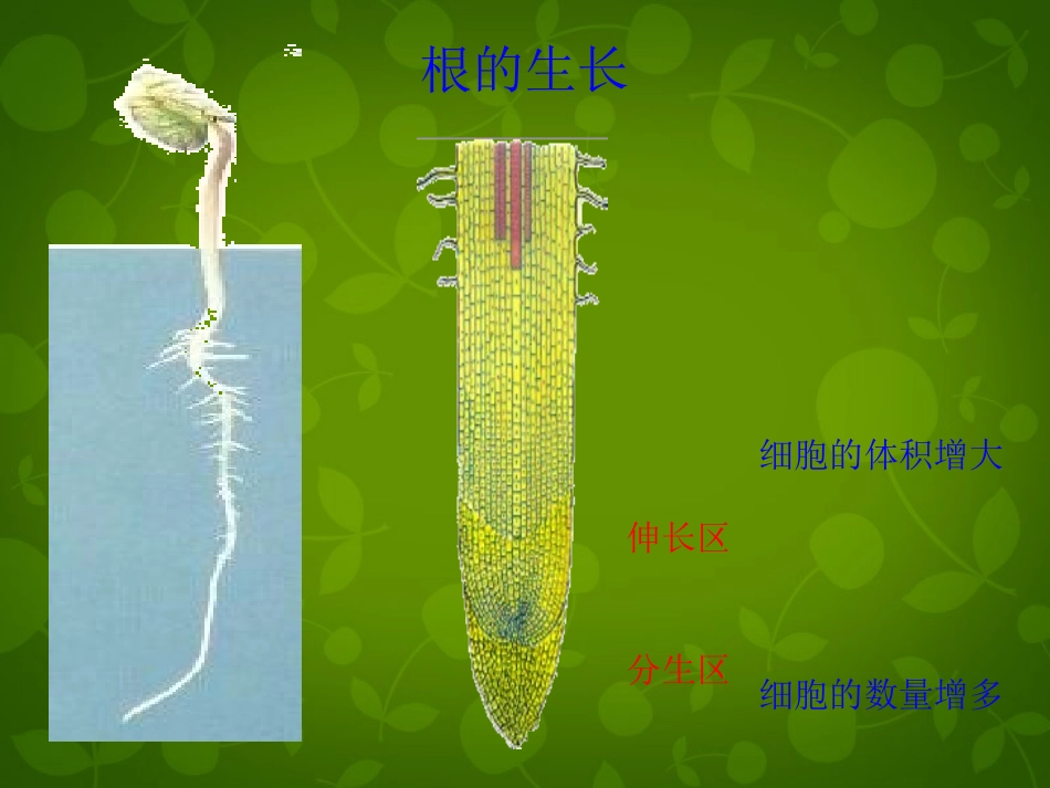 《植株的生长》课件_第3页