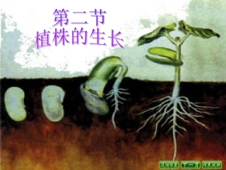 《植株的生长》课件