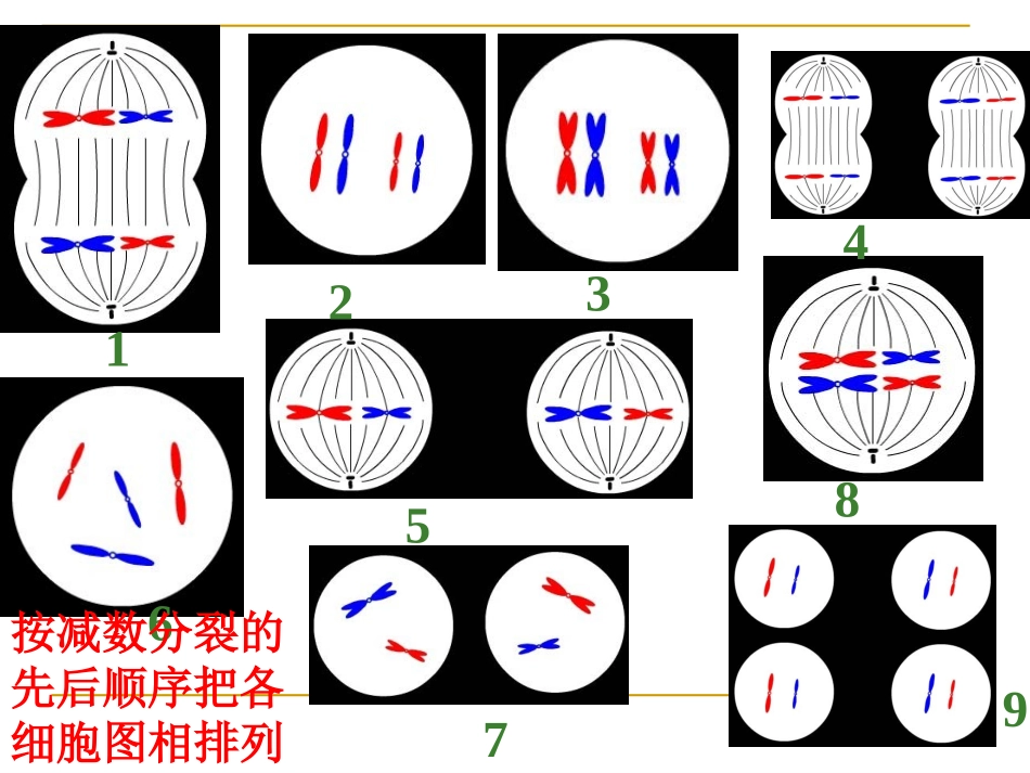 第二节基因在染色体上_第1页
