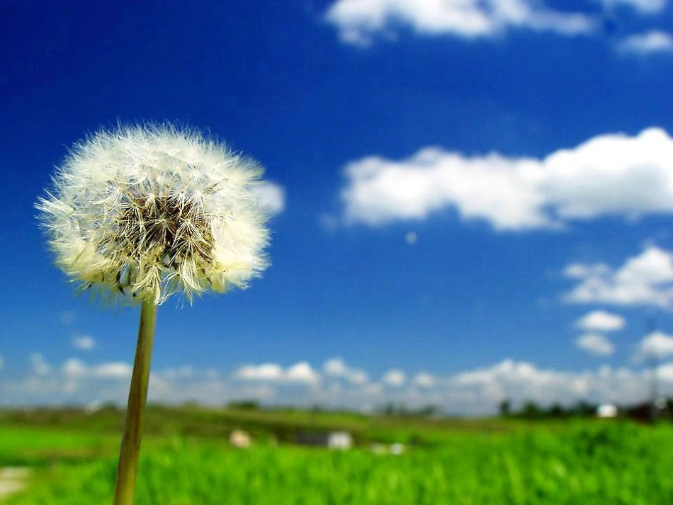 蒲公英的旅行_第3页