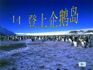 14-登上企鹅岛