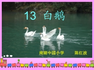 白鹅第一课时
