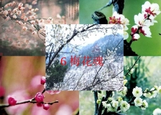 《梅花魂》1