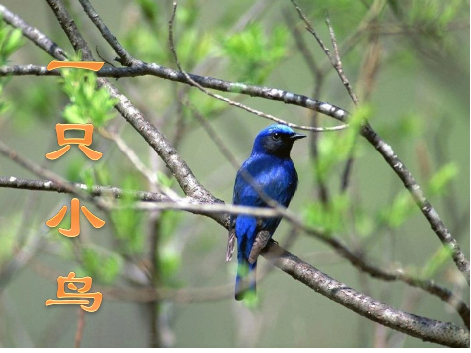 《一只小鸟》研讨课_第1页