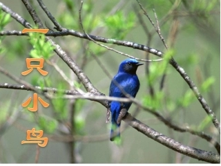 《一只小鸟》研讨课