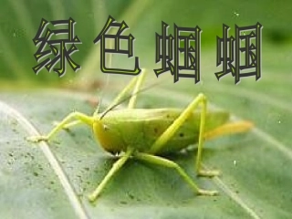 绿色蝈蝈课件