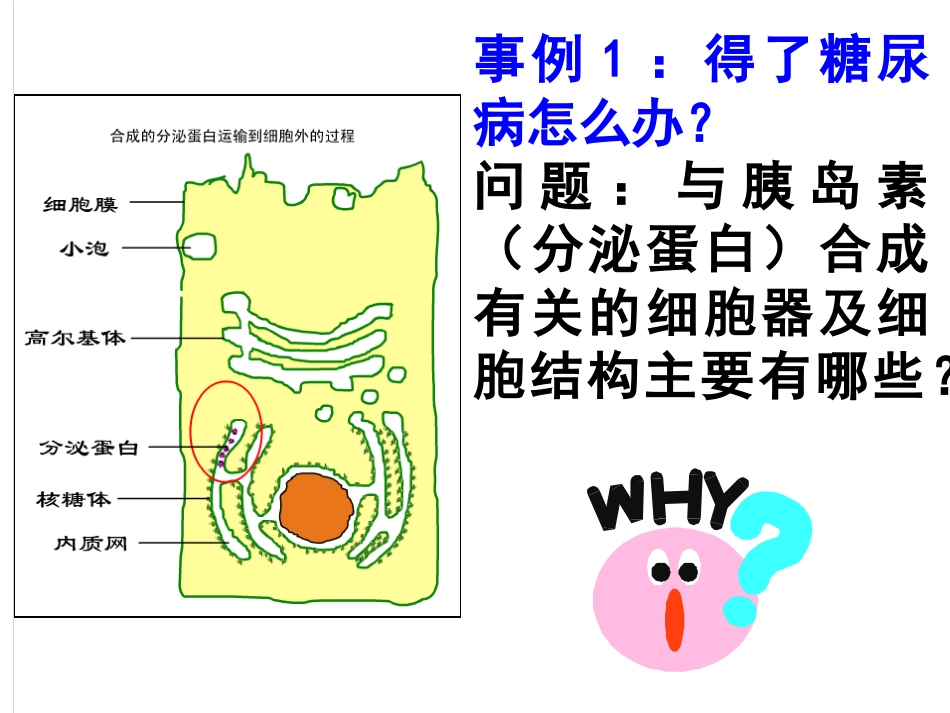 第一节细胞膜的结构与功能-(3)_第2页