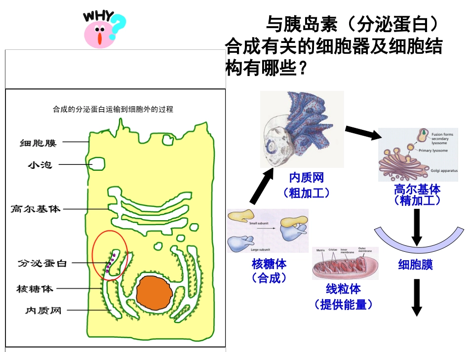 第一节细胞膜的结构与功能-(3)_第3页