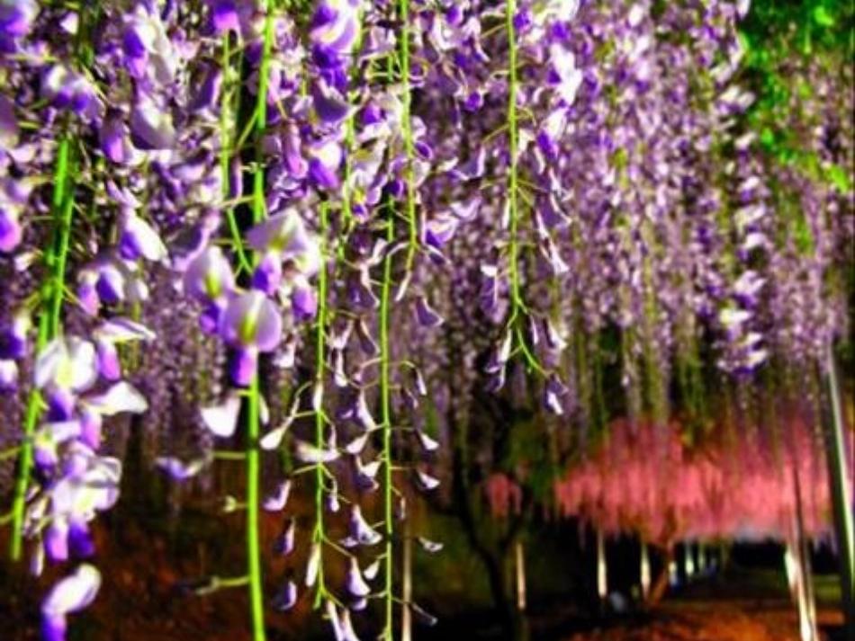 (部编)初中语文人教2011课标版七年级下册《紫藤萝瀑布》素材_第1页