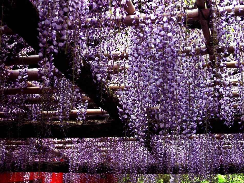 (部编)初中语文人教2011课标版七年级下册《紫藤萝瀑布》素材_第2页