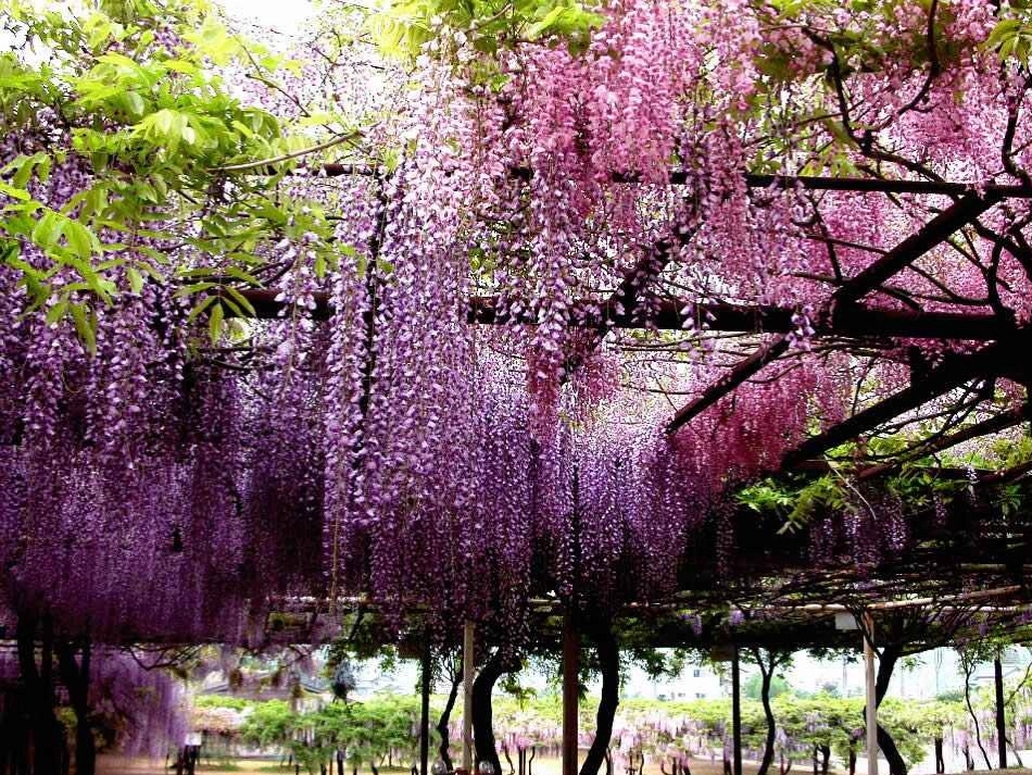 (部编)初中语文人教2011课标版七年级下册《紫藤萝瀑布》素材_第3页