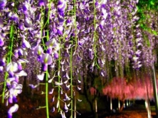 (部编)初中语文人教2011课标版七年级下册《紫藤萝瀑布》素材