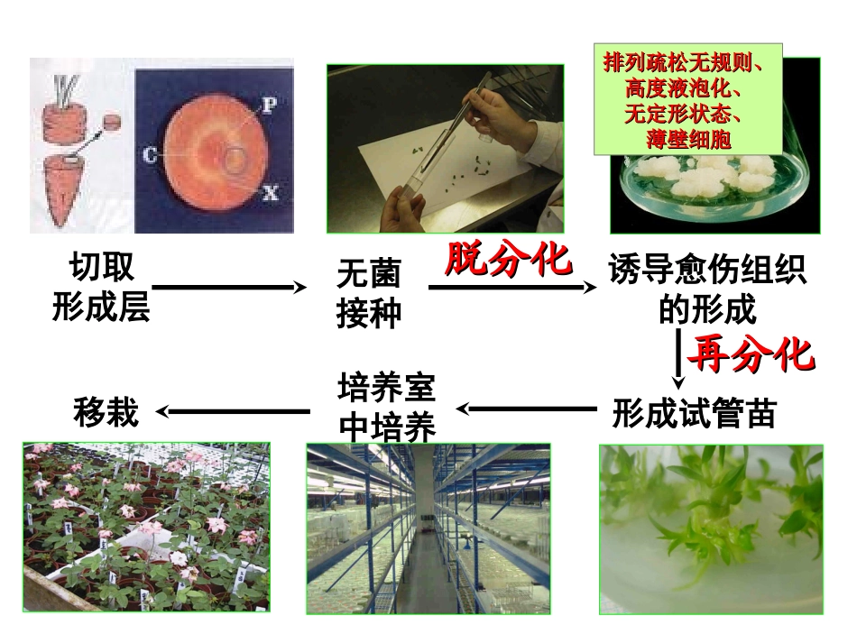 科学·技术·社会植物的组织培养-(2)_第2页