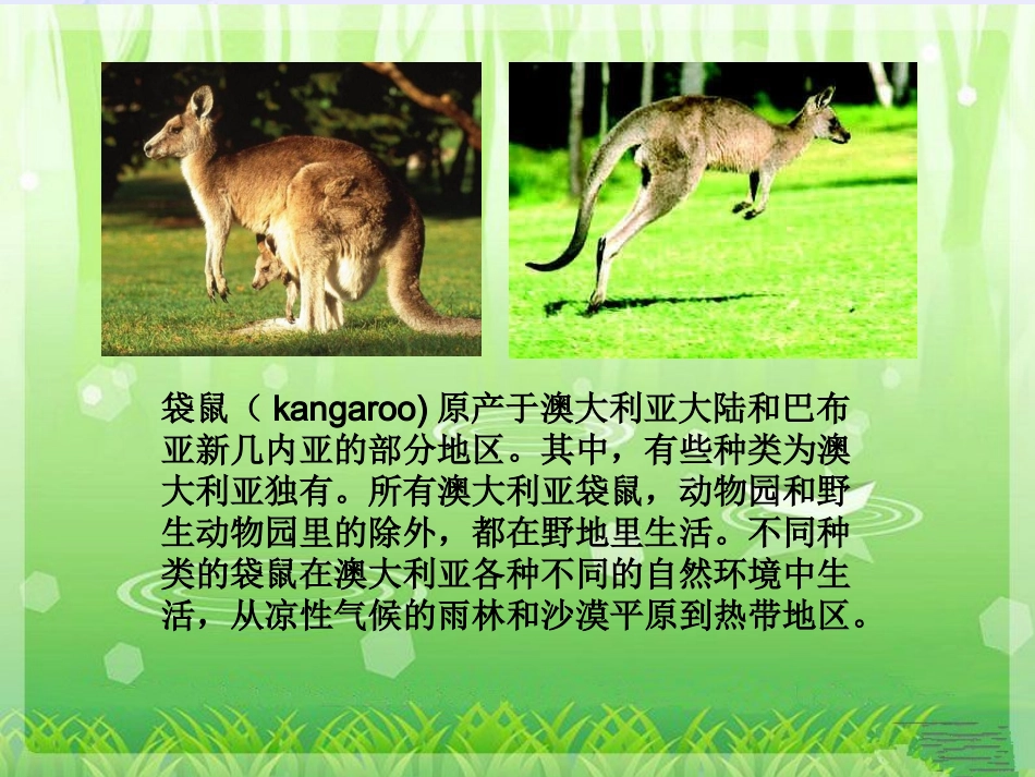 《袋鼠妈妈的口袋》课件3_第2页
