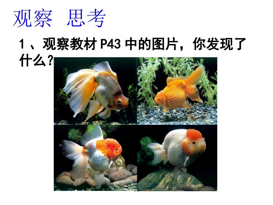 2生物的变异现象_第3页