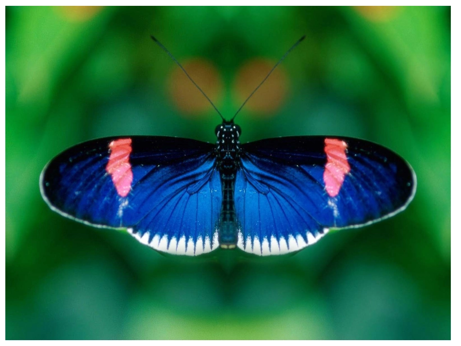 小学数学2011版本小学四年级图形的运动--轴对称_第1页