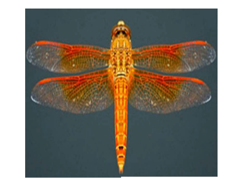 小学数学2011版本小学四年级图形的运动--轴对称_第3页