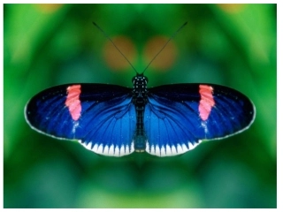 小学数学2011版本小学四年级图形的运动--轴对称