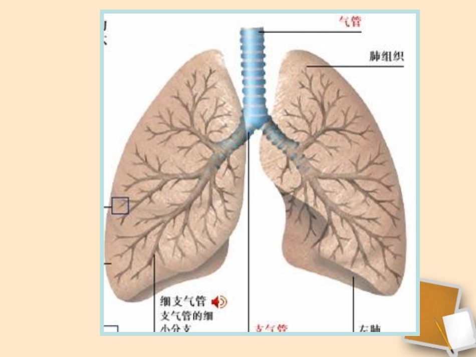 福建省大田县第四中学七年级生物《发生在肺内的气体交换》课件-人教新课标版_第3页