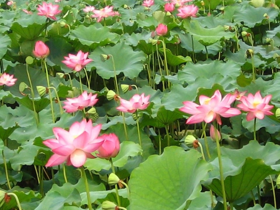 15夏夜多美2[1]_第1页