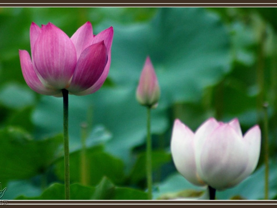 15夏夜多美2[1]_第2页