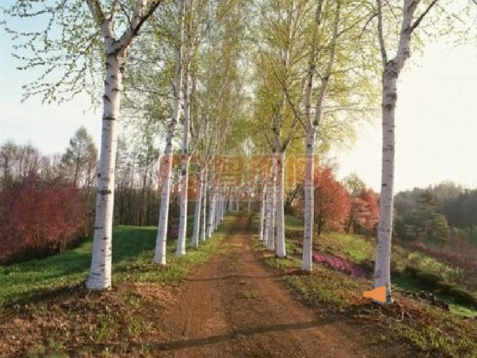 1.白杨礼赞_第1页