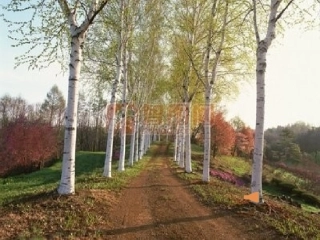 1.白杨礼赞