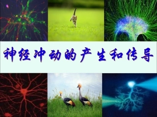 8.神经冲动的产生和传导