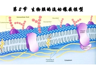 第2节---生物膜的流动镶嵌模型ppt-1