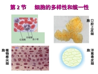 高中生物-1.2《细胞的多样性和统一性》课件1-新人教版必修1