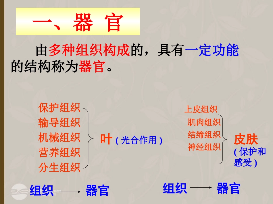 2012年秋七年级科学上册-生物体的结构层次3课件-浙教版_第2页