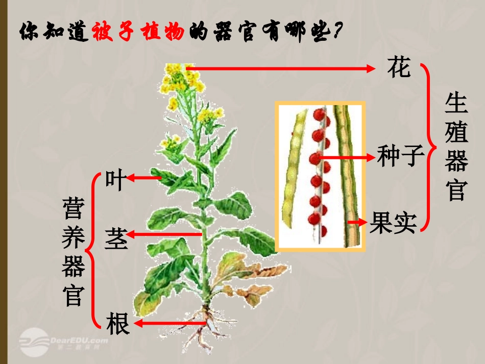 2012年秋七年级科学上册-生物体的结构层次3课件-浙教版_第3页