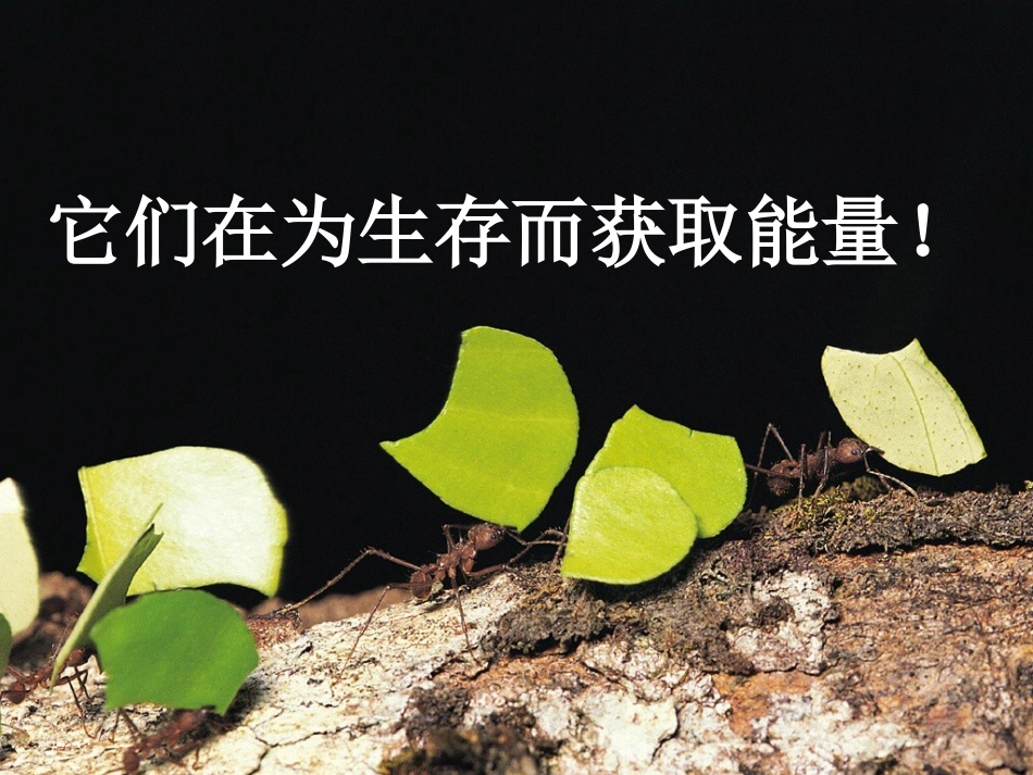 第一节细胞与能量_第1页