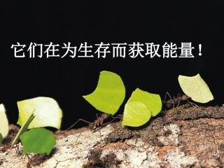 第一节细胞与能量