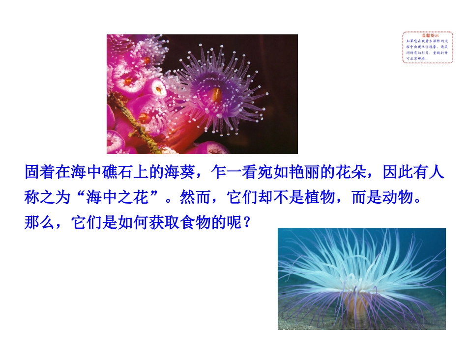 1、腔肠动物和扁形动物_第2页