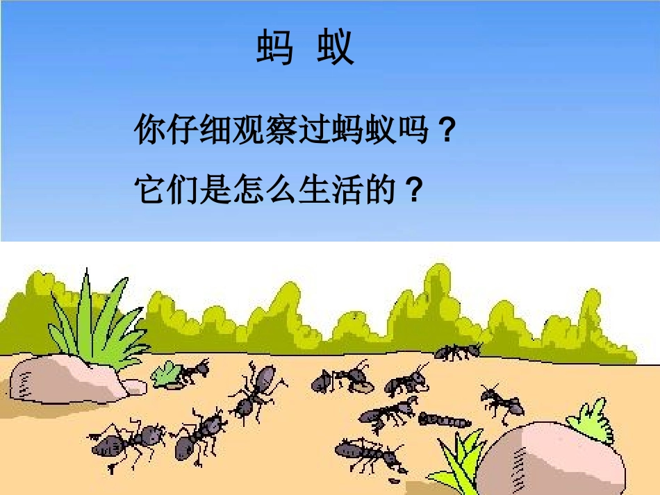 《社会行为》课件(1)_第2页