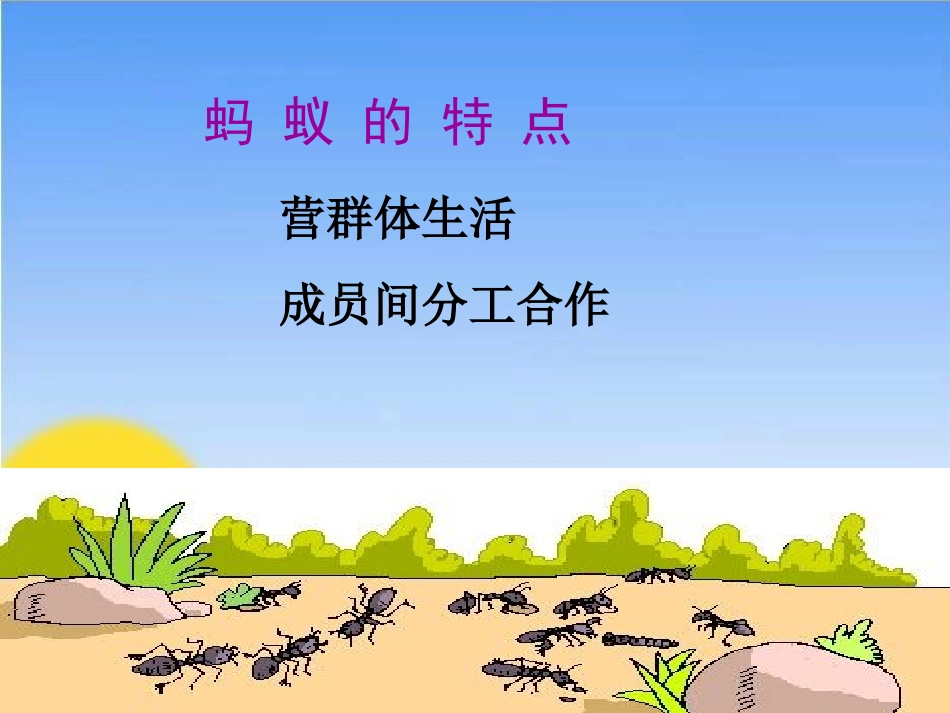 《社会行为》课件(1)_第3页