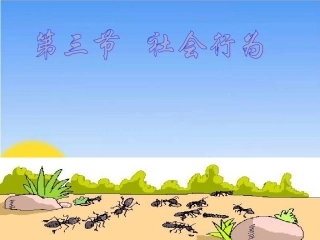 《社会行为》课件(1)