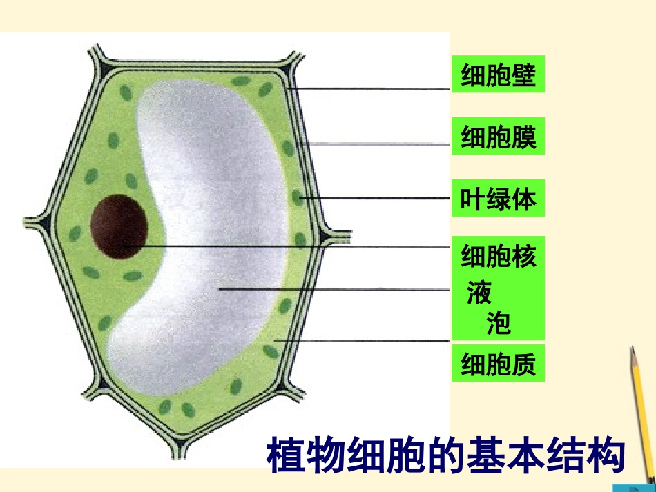 七年级生物上册《植物细胞的结构和功能》课件-苏教版_第2页